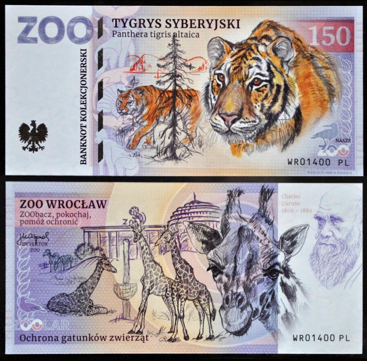 150 - Tygrys syberyjski - ZOO Wrocaw (2022)