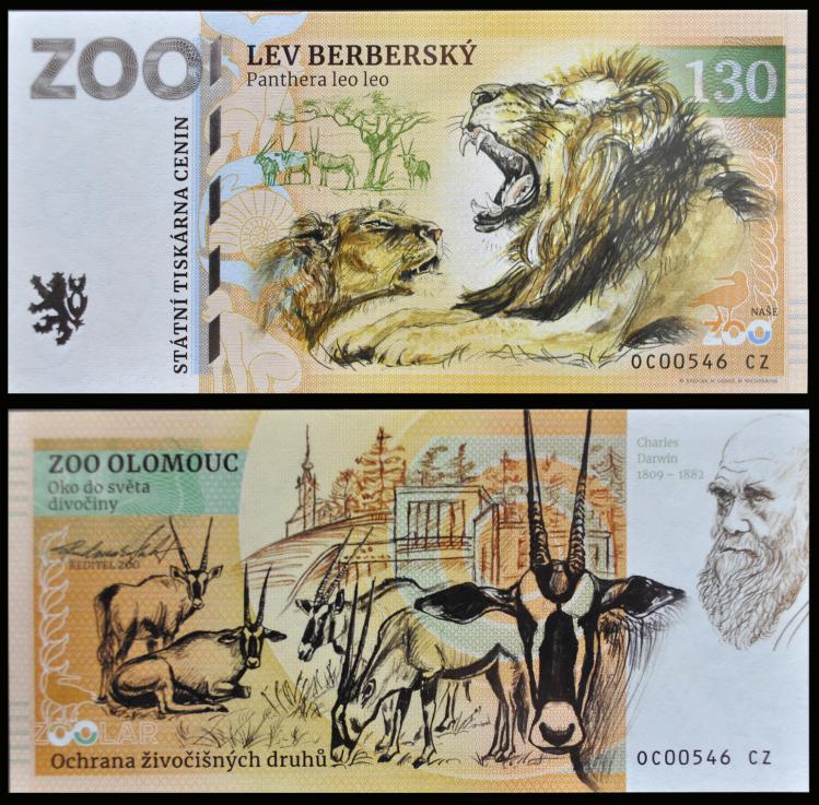 130 - Lew berberyjski - ZOO Olomouc (2023)