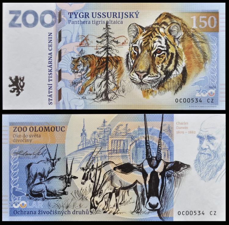 150 - Tygrys syberyjski - ZOO Olomouc (2023)