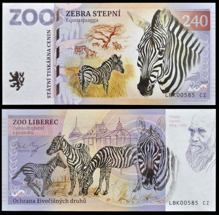 240 - Zebra stepowa - ZOO Liberec (2023)